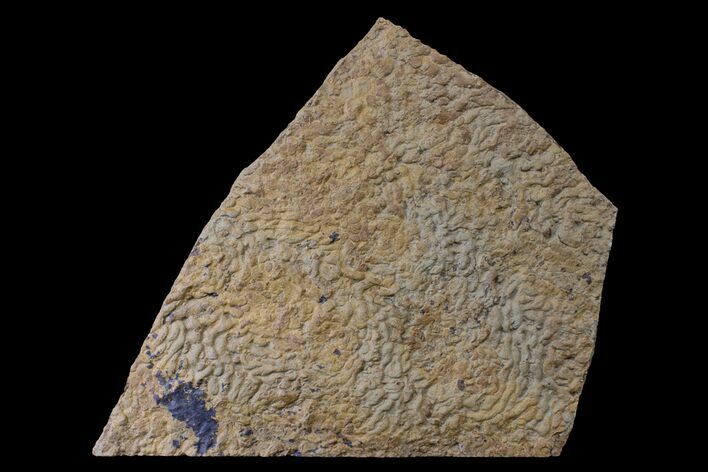 Pennsylvanian, Fossil Microbial Mat - Oklahoma #155987